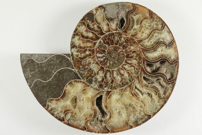 Cut & Polished Ammonite Fossil (Half) - Madagascar #200121